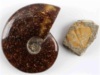 AMMONITE AND TRILOBITE SPECIMEN FOSSIL LOT OF 2