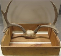 VNTG Bio-Pak Wood Crate 6pt. Deer Antlers