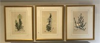 Three framed hand tinted fern botanicals