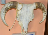 Taurus Bull Skull Wall Mount