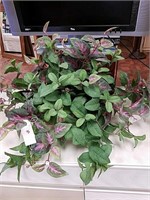 SilkPlant with purple leaves