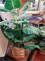 Foot tall plant in basket
