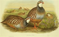 "CACCABIS RUBRA" AUDUBON PRINT