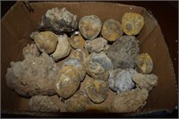 Lot of Cretaceous-Period Marine Fossils Including