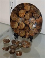 Fossilized Ammonites in Resin on Stand, and