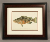 Julius Bien Co. Red Hind Cabrilla Fish Print