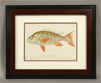 Julius Bien & Co Mutton Fish Framed & Matted Print