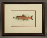 Hoen & Co. Red Salmon Breeding Female Framed Print