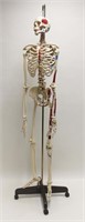 Vintage Human Skeleton Teachers Medical Model