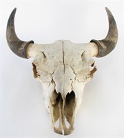 North American Bison Skull