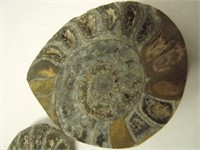 Matching Ammonite Fossil Pair
