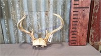Deer antlers w/ skull cap