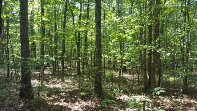 383 Acres Waynesboro