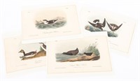 4 Audubon Royal Octavo Prints, 1859