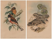2 Gould & Richter Bird Lithographs
