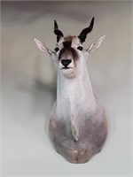 Cape Eland Taxidermy Mount