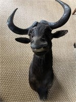 Black Wildebeest Taxidermy Mount