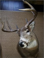 Canadian Whitetail Deer Taxidermy Mount