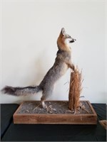 Grey Fox Full Body Taxidermy Mount