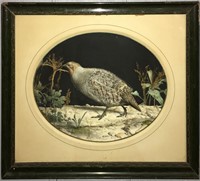 Hand Colored Bird Engraving / Collage