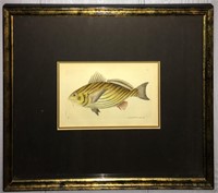 Hand Colored Engraving Of Fish