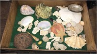 Display Box  with a great group of shells and