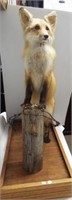 Red fox mount on stand. Measures 37" h x 15" w x