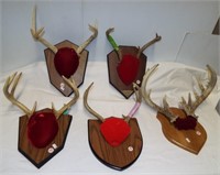 (5) Sets of white tail antlers with plaques
