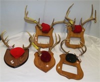 (5) Sets of white tail antlers with plaques