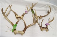 (4) White tail antler sets including 4 point, 5