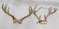(2) 7 Point white tail antler sets. Tagged with