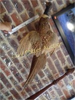 Mounted Pheasant Taxidermy
