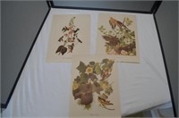 Collection of Vintage Audubon Prints