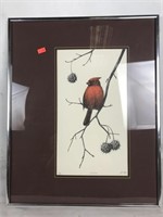 Framed Print of Cardinal