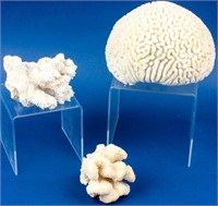 3 Species of Coral