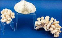 3 Great Specimens of Coral