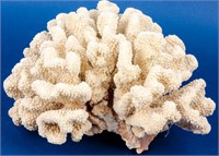 Large Piece of Club Finger Coral