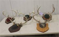 (5) Sets Deer Antlers