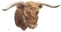 HUGE Scottish Highlander Trophy Bull Mount