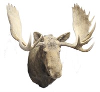 Canadian Moose Head Mount