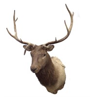 ELK Taxidermy Shoulder Mount, 40" Rack