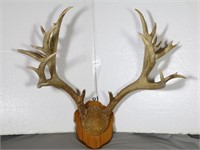 Deer Antler Mount Plaque