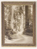 Black & White Photo Print of Forest Road