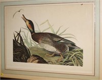SIGNED DUCK PRINT INFO IN PICS,