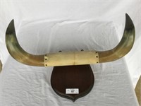 Steer Horns - 24" Wide