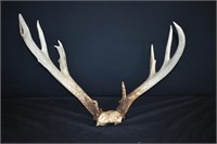 Stag Antlers &  Partial Skull (8 Point)