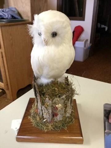 Unique Owl Statue