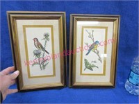 2 framed bird lithographs