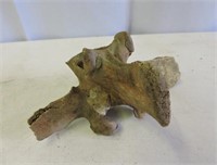 Very Old Animal Bone Structure with Arrowhead