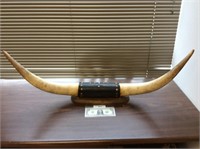 Steer bull  horns.  32inch spread